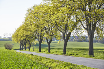 Fototapeta premium Bäume an der Straße entlang