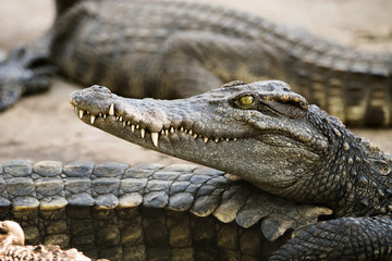 Saltwater crocodile head