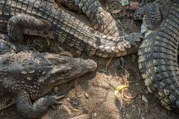 Group of saltwater crocodiles in the Phuket zoo, Thailand.