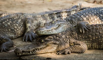 Group of saltwater crocodiles in the Phuket zoo, Thailand.