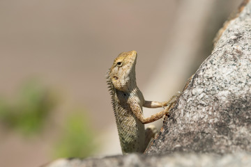 Oriental garden lizard (Calotes versicolor) sitting on a stone