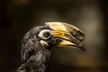 Close up of hornbill head in Phuket zoo, Thailand.