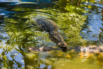 Two saltwater crocodiles in water in the Phuket zoo, Thailand.