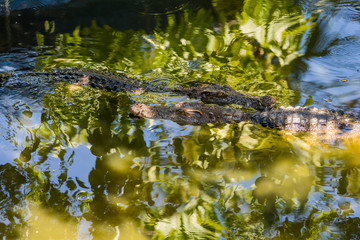 Two saltwater crocodiles in water in the Phuket zoo, Thailand.