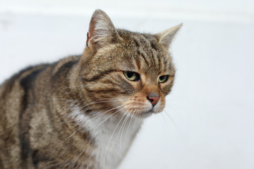 cat on a white background
