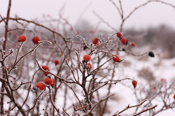 Branches under the snow in winter 
