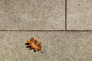 Steinplatten mit Blatt, Hintergrundgrafik