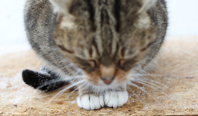 cat paws, Adorable cat sleeping
