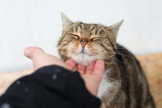 Happy cat is pleased with hand stroking
