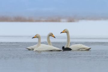 Whooper Swan and Eurasian coot  in winter