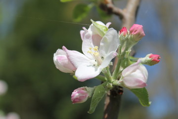 Apple Blossom