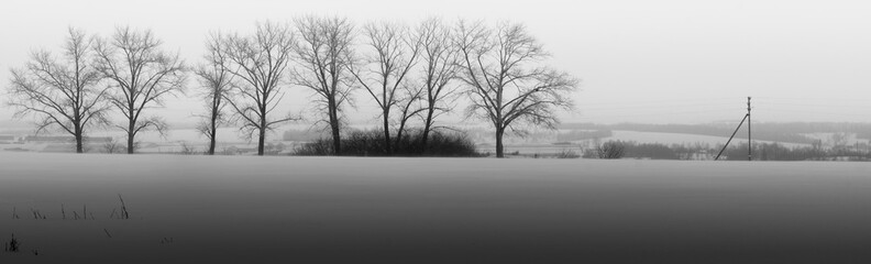 Winter trees line