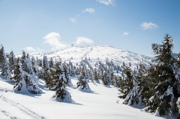Fototapeta na wymiar Top of the mountain in Transylvania - snow and pine forest