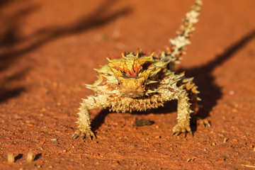 Close up of a Thorny Devil in the Australian outback, facing, Northern Territory, Australia