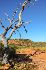 Tree in the desert with shadow in the afternoon light, Kings Canyon, Northern Territory