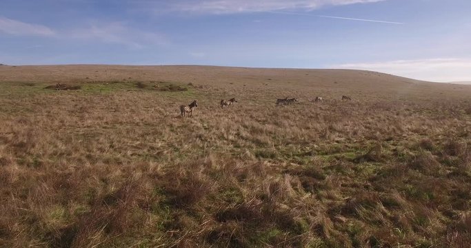 Zebra Push, Tracking left to right, Push Grasslands Aerial, 4K, 52s, 6of14, Stock Video Sale - Drone Discoveries llc.