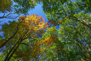 Forest of Cold Mountain 