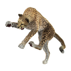 3D Rendering Big Cat Cheetah on White