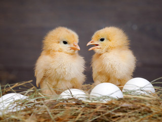 Newborn Chicks. Orange Chicks communicate with each other. Hay, white eggs