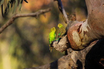 Couple of Budgerigars perching on a a branch in the afternoon light, KIngs Canyon, Northern Territory