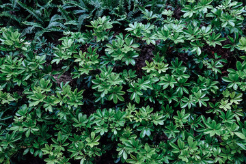 Green foliage plant in the garden.