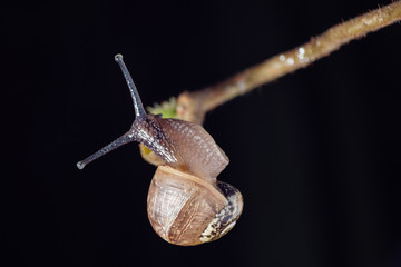 Snail on branch