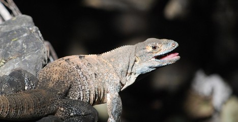 Angry Iguana Tries to Scare Us 