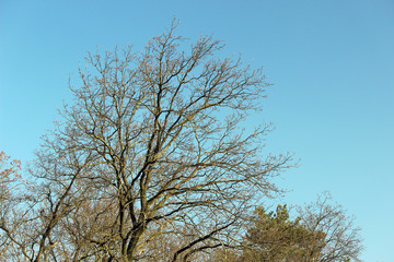 Baum