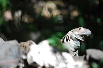 Curious Iguana Looking at Us