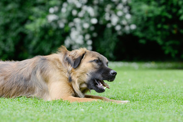Dog eat bone on meadow