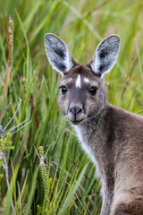 Close up of a Western Grey kangaroo, facing, green Background, Walepole Nornalup National Park, Western Australia