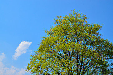 forest trees. blue sky backgrounds.