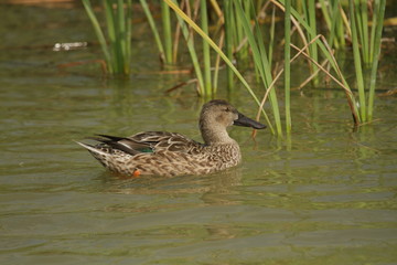 Birds at Leonabell Turnbull Bird Sanctuary, Port Aransas, Corpus Christi