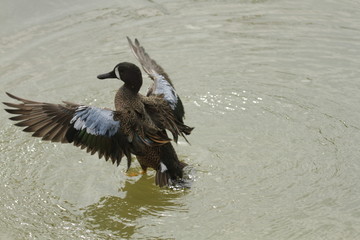 Birds at Leonabell Turnbull Bird Sanctuary, Port Aransas, Corpus Christi