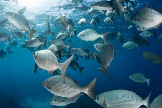 School of Rudderfish in Caribbean Sea