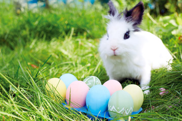 Easter bunny with eggs on a meadow in spring
