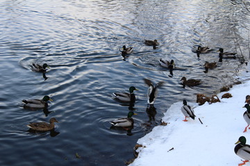 Nature and Landscape