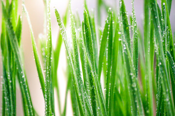 Fototapeta na wymiar Fresh green wheat grass with dew drops, selective focus.