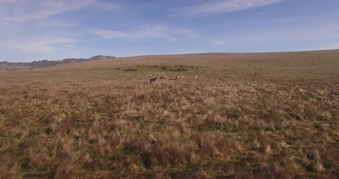 Zebra Tracking left to right, Grasslands Aerial, 4K, 28s, 2of14, Stock Video Sale - Drone Discoveries llc.