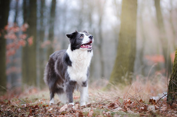 Dog portrait of border collie in the middle of the forrest