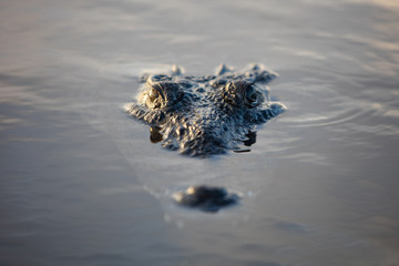 Stealthy American Crocodile in Wild