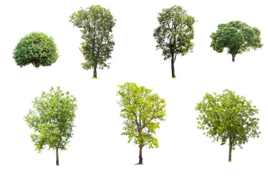 Collection of trees isolated on white background.