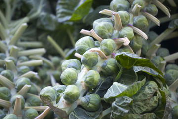 Brussels sprouts (Brassica oleracea) on stalk at farmers market