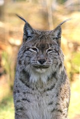 Luchs