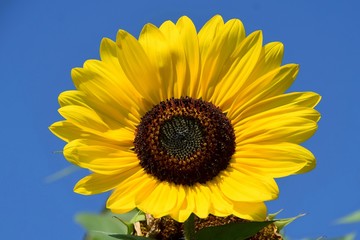 Fototapeta premium Eine große Sonnenblume vor blauem Himmel (Nahaufnahme)