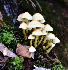 Autumn Fruiting Fungi