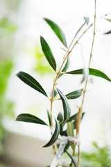 Closeup of a young sapling, olive in a pot near the window. Health concept.