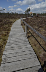 Obraz premium klöppelweg im schwarzen moor