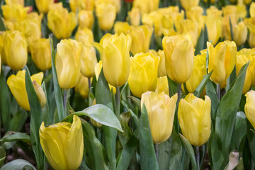 beautiful yellow tulip field