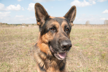Dog german shepherd in a spring day